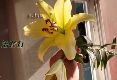 百合花一年开几次花期 花谢了从哪里剪枝