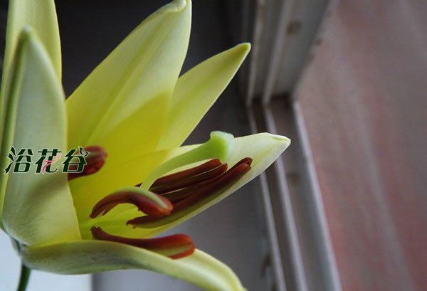 百合花一年开几次花期
