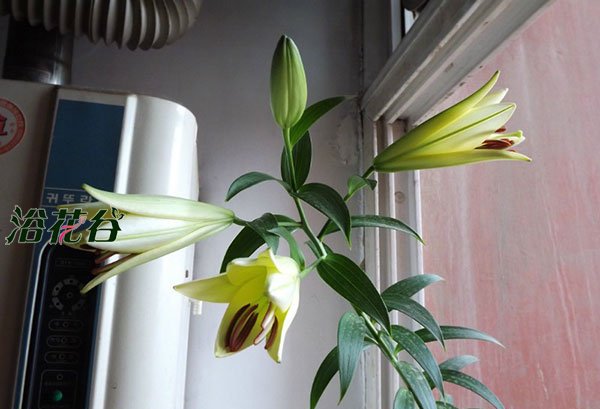百合花一年开几次花期
