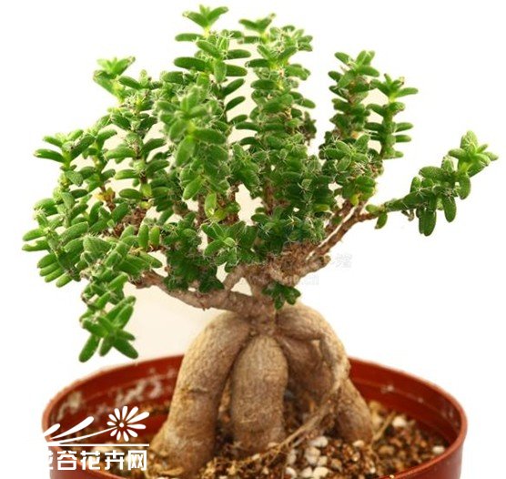 姬红小松图片五