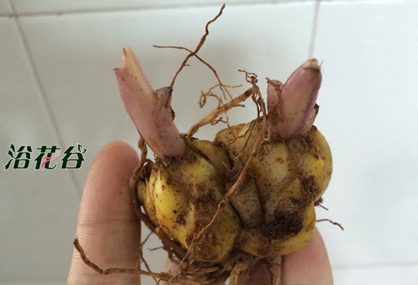 百合花种球怎么保存