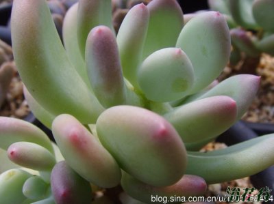 多肉植物三日月美人讲解 三日月美人图片欣赏