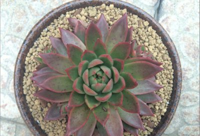 多肉植物白蜡介绍 白蜡图片