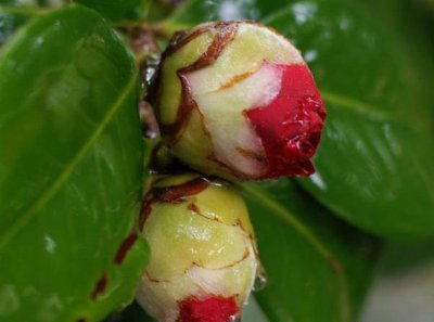 茶花疏蕾技巧 《茶花疏蕾有妙招》