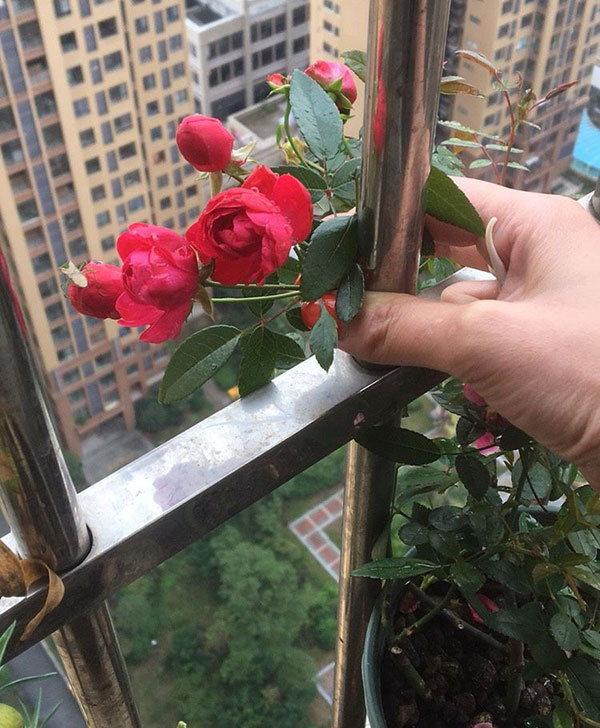 北阳台可以种月季吗|凑合能养