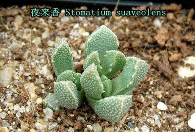 多肉植物夜来香讲解 夜来香图片欣赏