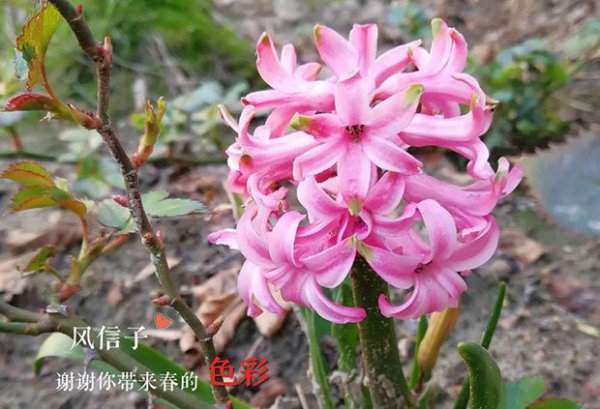 风信子能活几年|还原一个真实的风信子