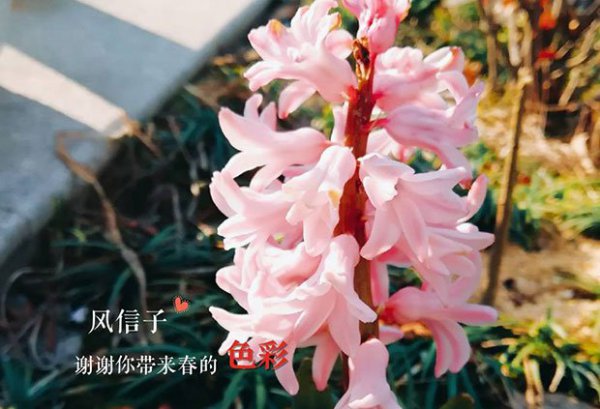 风信子能活几年|还原一个真实的风信子