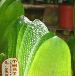 夏季如何预防君子兰叶片徒长？ 《夏季君子兰叶片徒长怎么预防？》