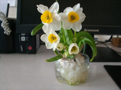 水仙花什么时候种又什么时候开|按地区来的