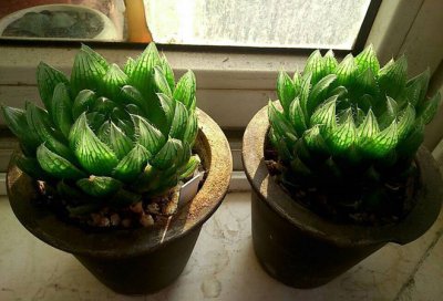 多肉植物樱水晶介绍 樱水晶图片