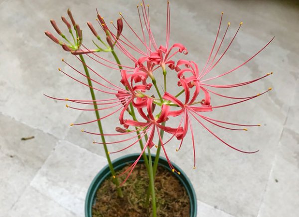 曼珠沙华几月发芽|附发芽的样子