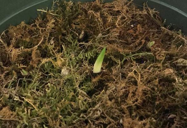 曼珠沙华几月发芽|附发芽的样子