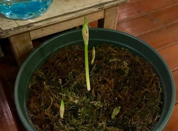 曼珠沙华几月发芽|附发芽的样子