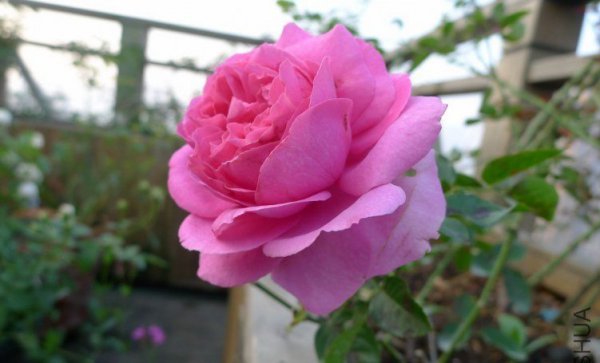 伊芙伯爵图片三