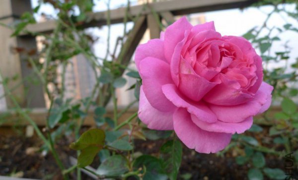 伊芙伯爵图片四