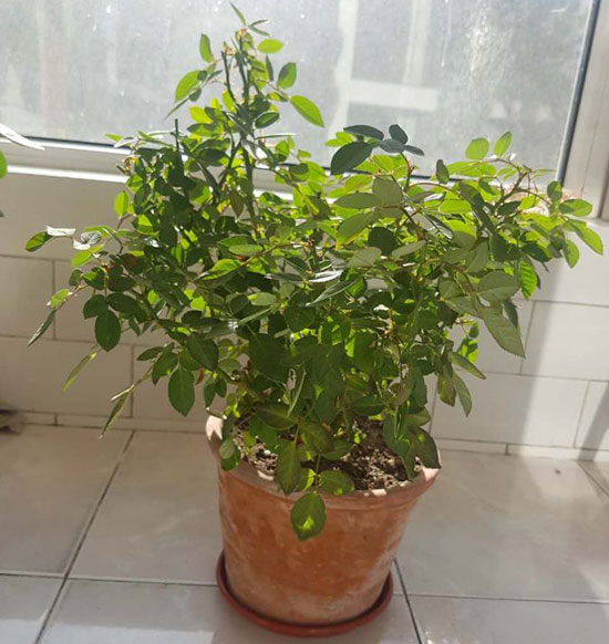 种月季要多大的盆合适|根据苗的大小来定