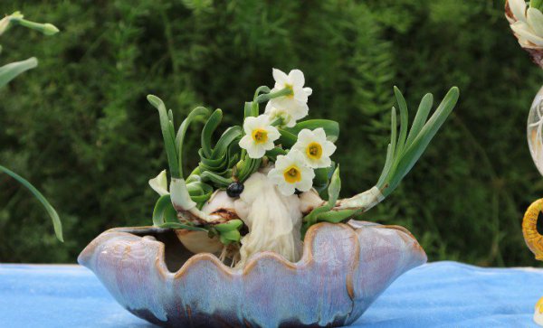 水仙花夏天怎么养|建议扔掉