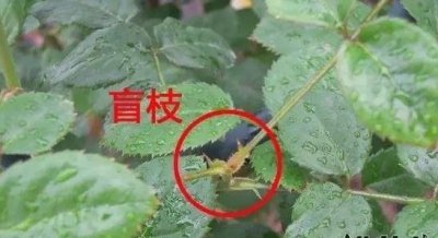 月季盲枝的原因（附图） 月季盲枝成因解析（附图片）