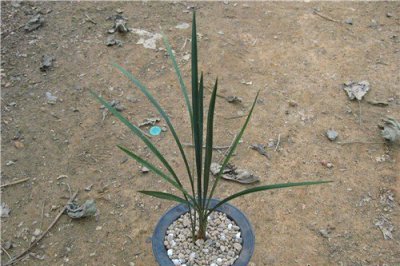植物细叶寒兰讲解 细叶寒兰图片大全