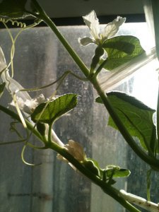 盆栽手捻葫芦几点注意事项 《盆栽手捻葫芦的注意要点》