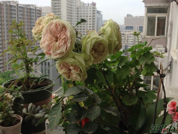 绒球门廊图片五
