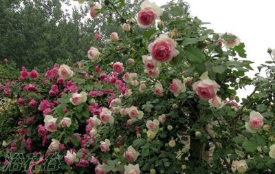 如何养出大花月季花 月季花怎么养开花大