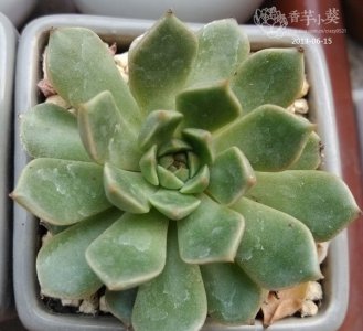 多肉植物奥利维亚介绍 奥利维亚图片欣赏