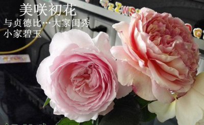 月季追肥的个人经验 个人月季追肥经验分享