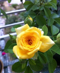 月季花柠檬绒球介绍 柠檬绒球图片大全