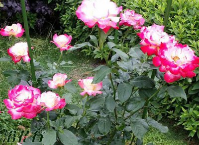 红双喜月季是藤本吗 红双喜月季是否为藤本植物？