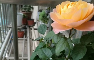 月季花后多次修剪技巧 月季开花后修剪（多次修剪）