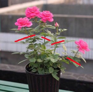 阳台系列月季的花后修剪 阳台系列月季花后怎么剪？
