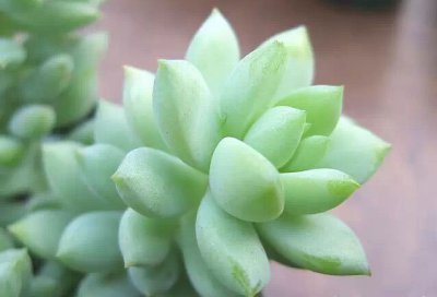 多肉植物玉珠帘介绍 玉珠帘图片欣赏