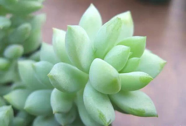 玉珠帘图片一