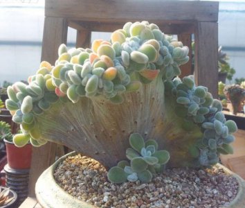 多肉雪锦星介绍 雪锦星图片欣赏