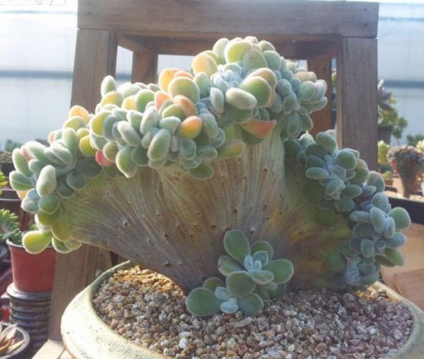 雪锦星图片一