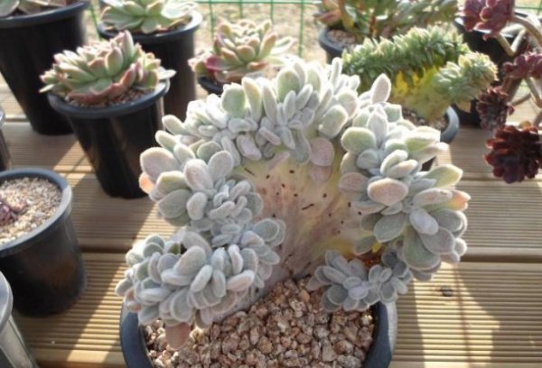 雪锦星图片二