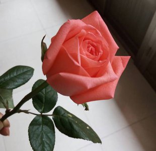 切花月季是什么意思 切花月季的定义是什么