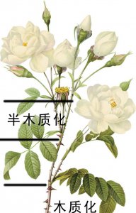 木质化是什么意思 《木质化的含义是什么？》