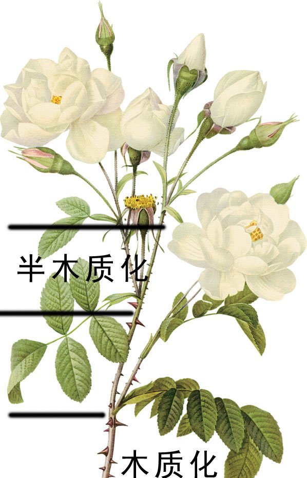 木质化是什么意思