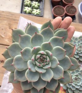 多肉植物林赛讲解 林赛图片欣赏