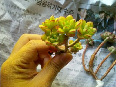 多肉探戈介绍 探戈图片