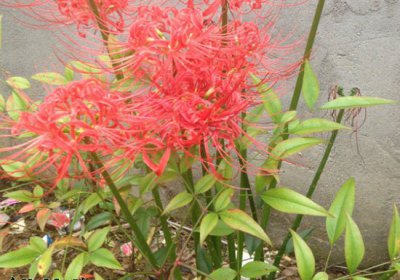 石蒜花能否养在家里？ 石蒜花可以养在家里吗