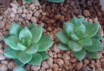 多肉植物青丽讲解 多肉植物青丽图片