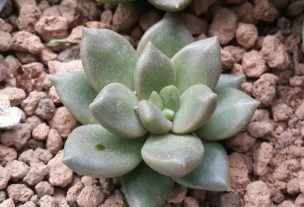多肉植物青丽图片二