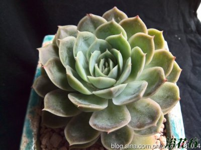 多肉植物昂斯诺讲解 昂斯诺图片欣赏