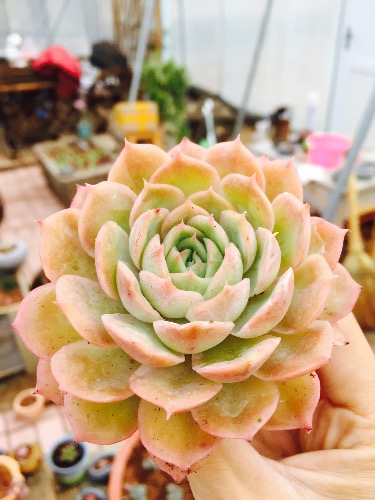 昂斯诺图片二