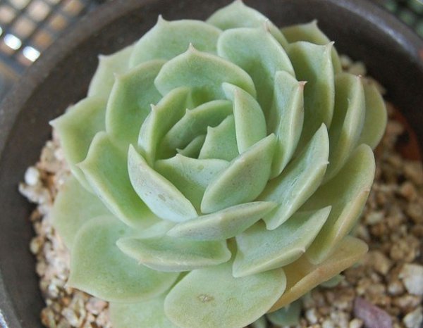 昂斯诺图片三