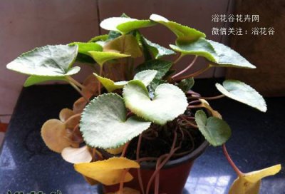 仙客来休眠期图片（全过程） 仙客来休眠期的图片展示（全历程）